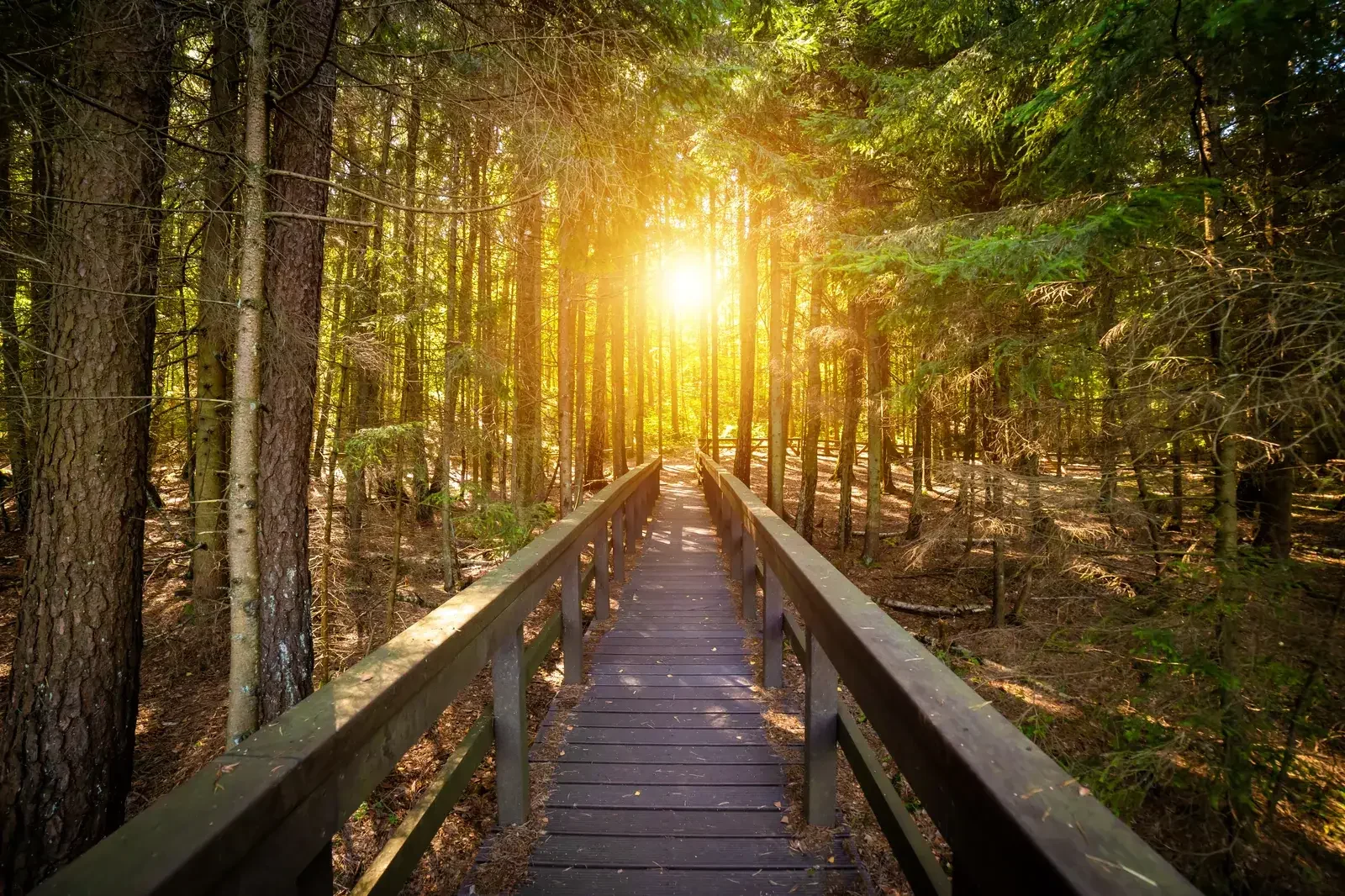 Passerelle en bois bordée de garde-corps traversant une forêt de pins, le soleil perçant entre les troncs au bout du chemin