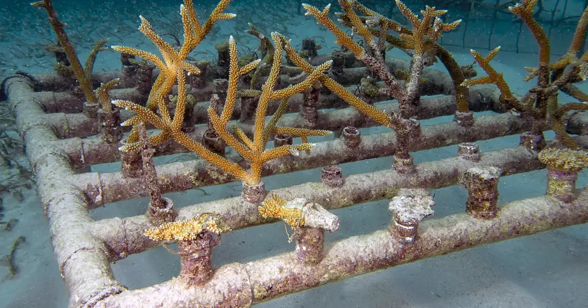 Pépinière de coraux sous-marine : boutures alignées sur une structure, eau turquoise et fond de sable clair