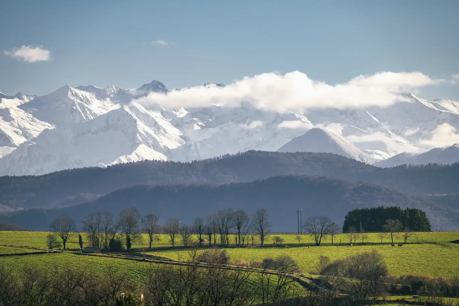 Chaîne des Pyrénées enneigée à l’horizon au-dessus des prairies et des rideaux d’arbres de la campagne du piémont